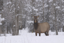 Elk on winter range