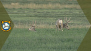 Mule Deer Monitoring Project