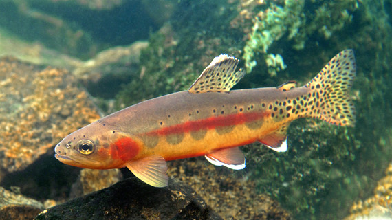 Golden trout