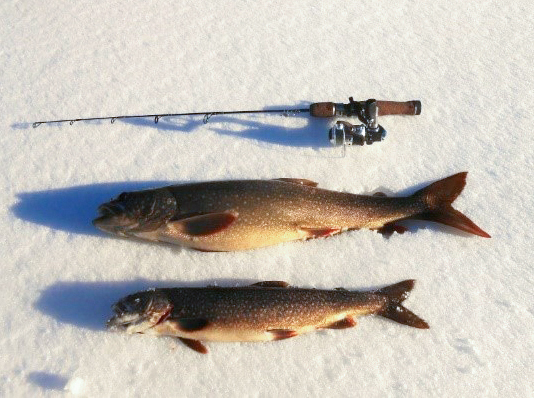 Lake trout