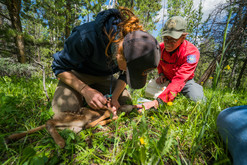 Mule deer project