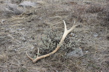 Shed antler/horn season closure 