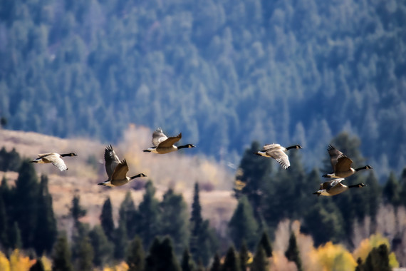 Avian influenza guidance for hunters