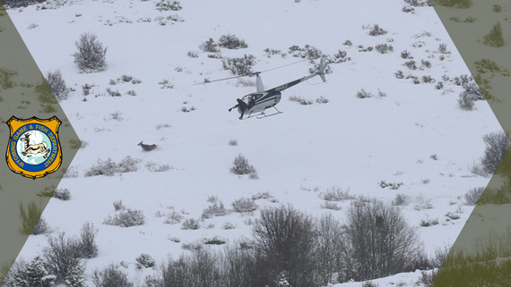 Mule deer monitoring project underway