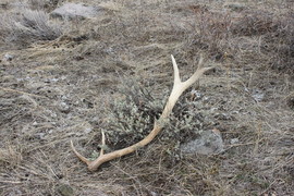 Shed antler, horn closures