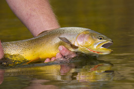 Cutthroat trout