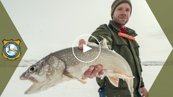 How to catch a lake trout