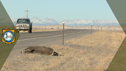 Recovering roadkill 