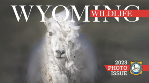 Wyoming Wildlife magazine photo contest