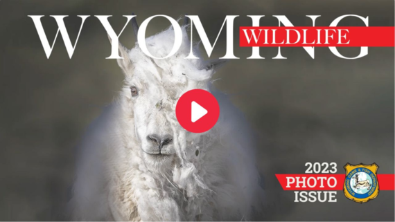 Wyoming Wildlife Photo Contest Winners