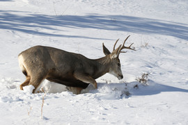 Wintering Wildlife 