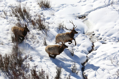 Elk, winter