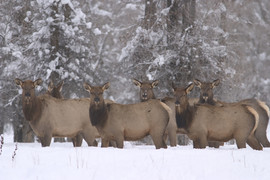 Elk in snow