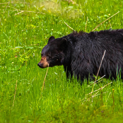 Black bear 