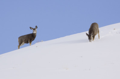 MULE DEER WINTER