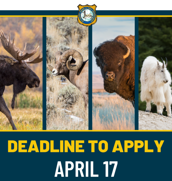 Deadline to apply: April 17 (Moose, Sheep, Bison and Mountain Goat)