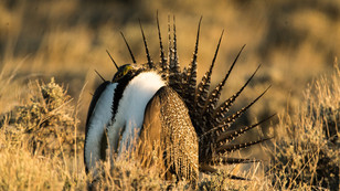 Sage Grouse Lek 