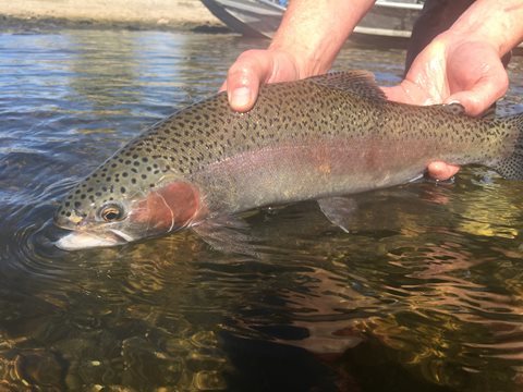 North Platte Rainbow