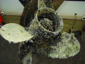 Zebra mussels