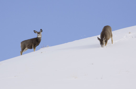 Wildlife in winter 