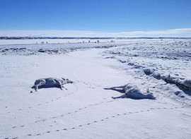 Pronghorn 