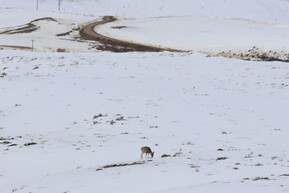 Wildlife managers actively monitoring winter impacts, evaluating hunting seasons