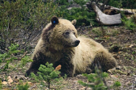 Wyoming bears are starting to wake up and become active