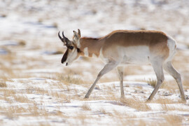 Western Wyoming Pronghorn and Mule Deer Suffer Losses