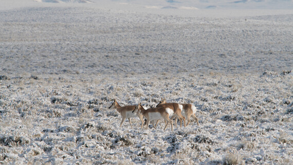 Pronghorn in the snow