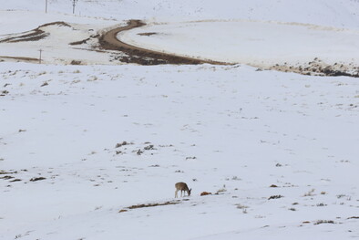 Winter, wildlife 