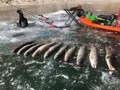 Lake trout Flaming Gorge