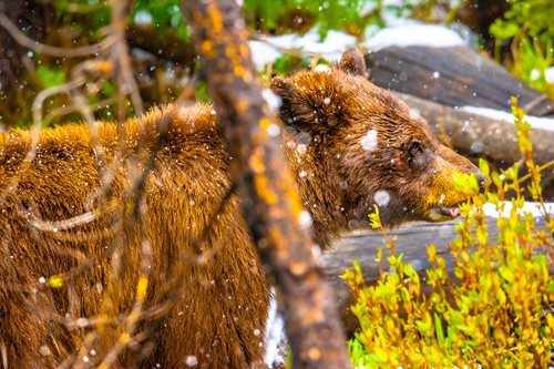 Cinnamon_Black_Bear_Eating_In_Snow