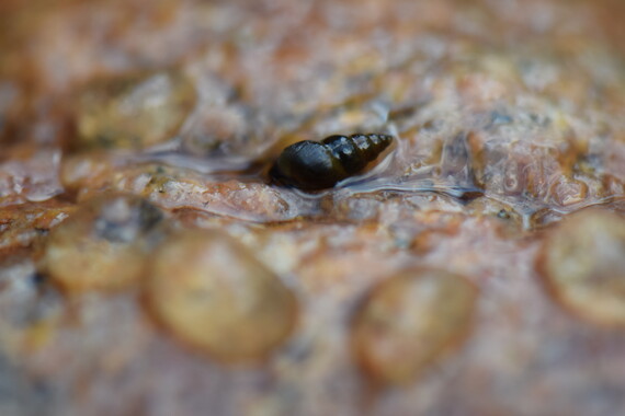 Single New Zealand mudsnail on rock