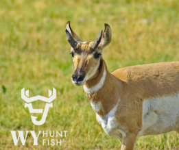 WYHuntFish pronghorn