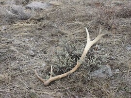 Shed antler