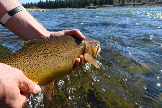 Snake River cutthroat trout