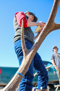 Shed Antler 