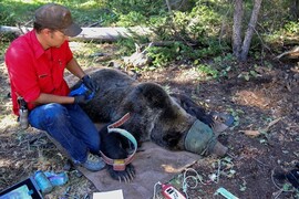 Game and Fish to begin grizzly bear captures for monitoring purposes in northwest Wyoming