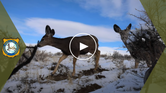 Mule deer thumbnail