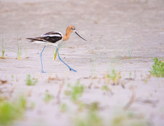 American avocet