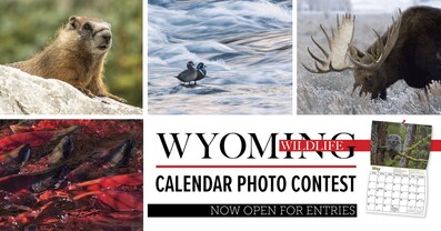 Wyoming Wildlife Calendar Contest