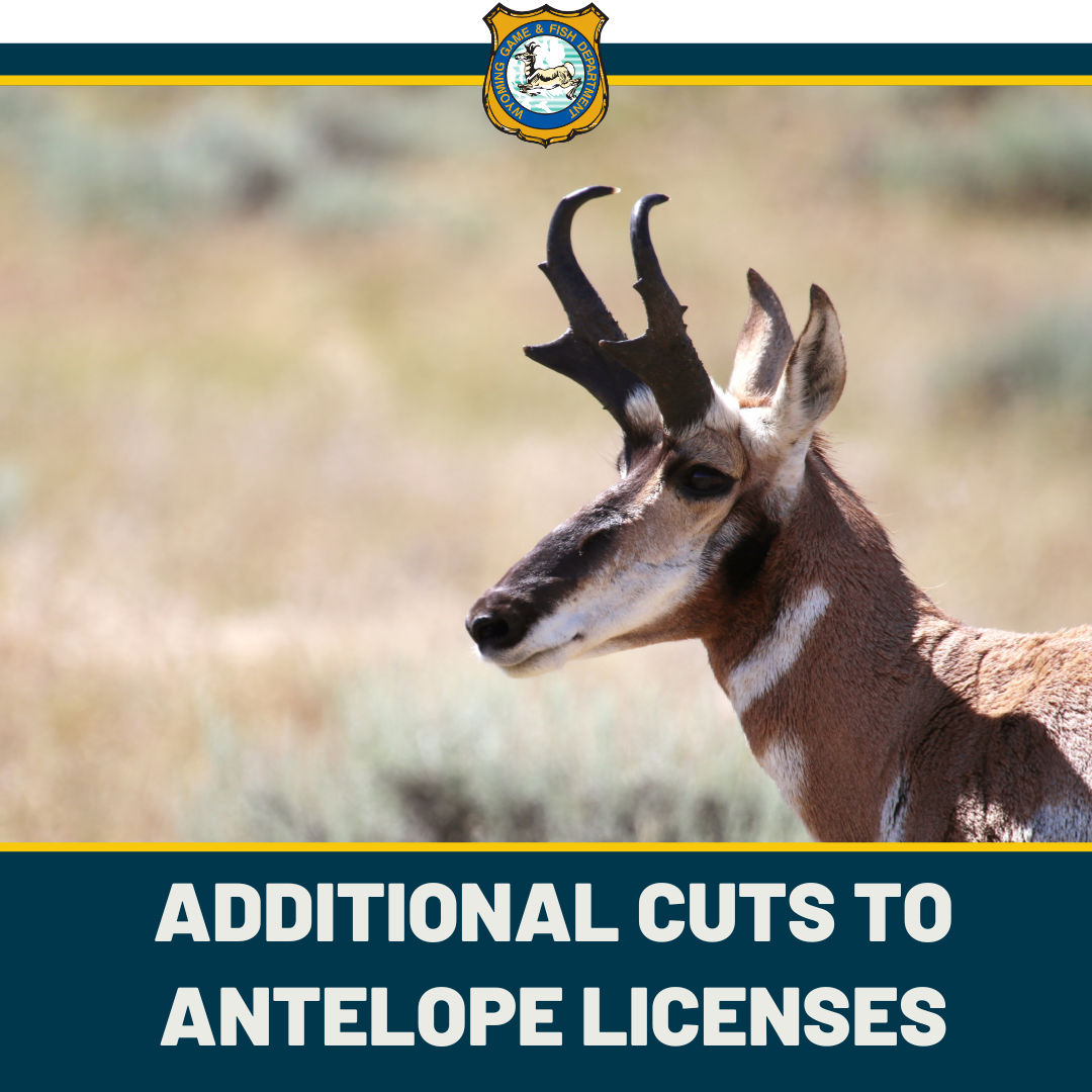 Additional cuts to antelope licenses