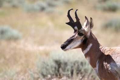 Game and Fish makes additional cuts to antelope licenses 