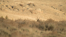 Mule deer buck resting