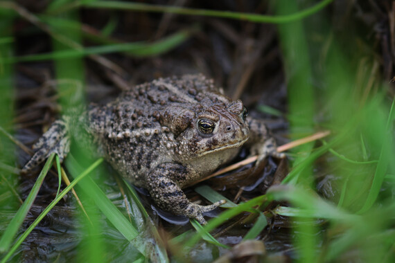 Wyoming toad