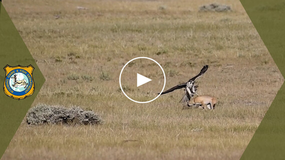 Swift fox prairie falcon