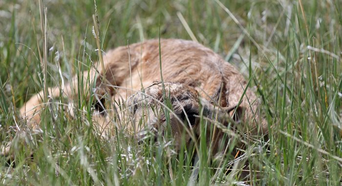 Pronghorn fawn