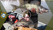 Walleye v. Sauger 