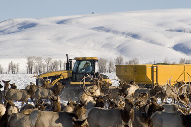 Elk feedgrounds draft plan 