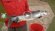 Flaming Gorge Lake Trout